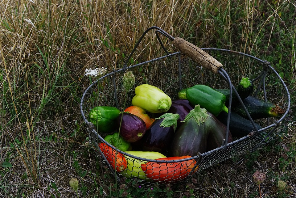 alimentation bio pour artiste du spectacle